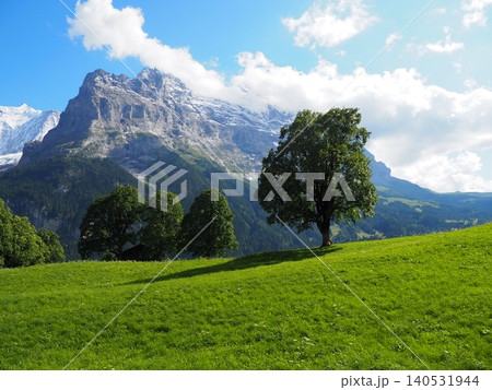 スイスの世界名峰アルプスとグリンデルワルトの美しい牧草地 スイスの世界名峰アルプスとグリンデルワルトの美しい牧草地 140531944