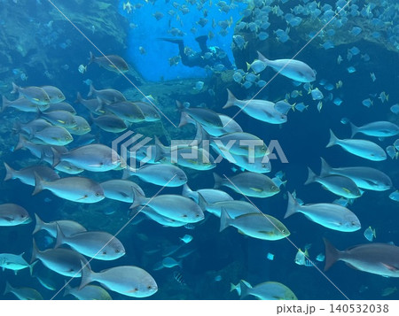 台湾観光スポット・都市型水族館「Xpark」の幻想的な水中風景 台湾観光スポット・都市型水族館「Xpark」の幻想的な水中風景 140532038