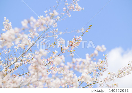 満開の桜と青空(オールドレンズ撮影) 満開の桜と青空(オールドレンズ撮影) 140532051