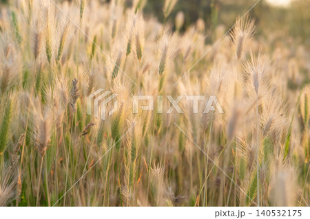 Background of wheat wheels at sunset Background of wheat wheels at sunset 140532175