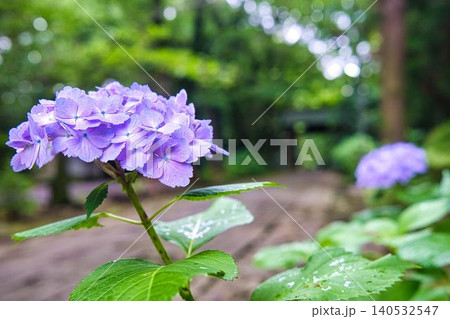寺院の紫陽花 140532547