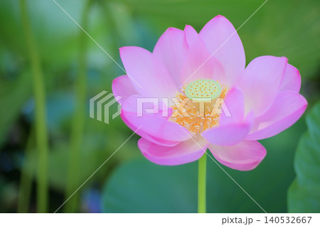 朝の光に包まれたピンクの蓮の花 朝の光に包まれたピンクの蓮の花 140532667