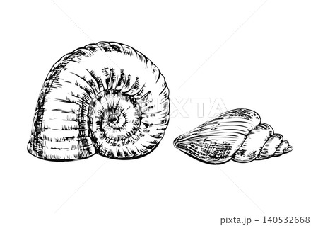 Sea shells hand drawn black ink line art illustration. Minimalist nautical spiral seashell sketch collection isolated on white for marine bathroom decor, summer beach poster, and seafood menu Sea shells hand drawn black ink line art illustration. Minimalist nautical spiral seashell sketch collection isolated on white for marine bathroom decor, summer beach poster, and seafood menu 140532668