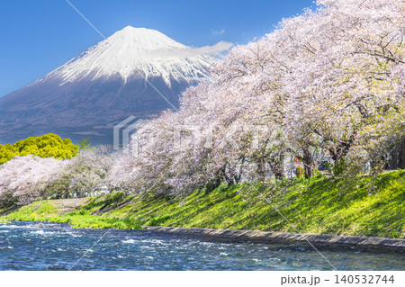 静岡の観光名所「龍巌淵」の絶景　潤井川から見る桜並木と富士山【静岡県・富士市】 140532744