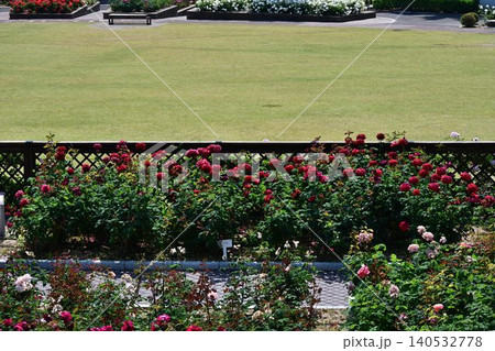 伊丹市立みどりのプラザ 春の荒牧バラ公園 伊丹市立みどりのプラザ 春の荒牧バラ公園 140532778
