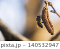 bee collects pollen on a flowering hazelnut tree 140532947