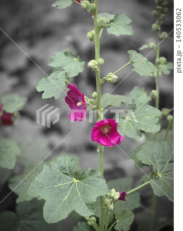 Pink hollyhock plant blooming in the garden with selective color effect Pink hollyhock plant blooming in the garden with selective color effect 140533062