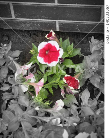 Vibrant red and white petunia flower blooming with selective color effect 140533067