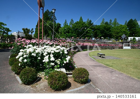 伊丹市立みどりのプラザ 春の荒牧バラ公園 伊丹市立みどりのプラザ 春の荒牧バラ公園 140533161