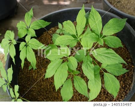 鉢に植えられたオタネニンジン 鉢に植えられたオタネニンジン 140533497