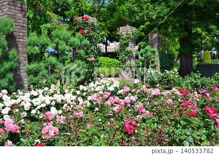 伊丹市立みどりのプラザ 春の荒牧バラ公園 伊丹市立みどりのプラザ 春の荒牧バラ公園 140533782
