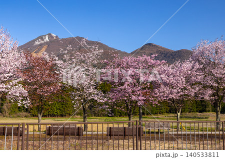 福島県耶麻郡猪苗代町新大町 道沿いのいろいろな種類の桜並木と会津磐梯山の景色 福島県耶麻郡猪苗代町新大町 道沿いのいろいろな種類の桜並木と会津磐梯山の景色 140533811