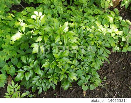 園芸植物 アワモリショウマ 園芸植物 アワモリショウマ 140533814