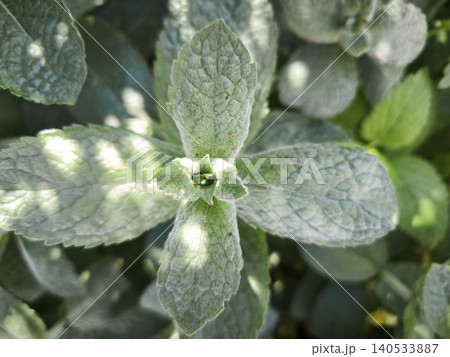 Mint leaf with metallic beetle detail Mint leaf with metallic beetle detail 140533887