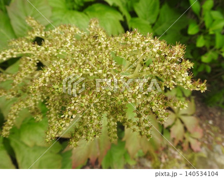 小花が密集したユキノシタ科の「ヤグルマソウ」の花 小花が密集したユキノシタ科の「ヤグルマソウ」の花 140534104
