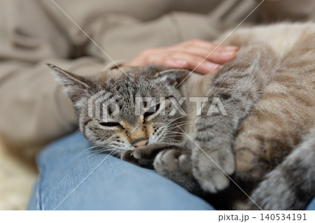 可愛い猫に触れる飼い主 可愛い猫に触れる飼い主 140534191