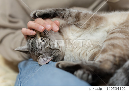 可愛い猫に触れる飼い主 140534192