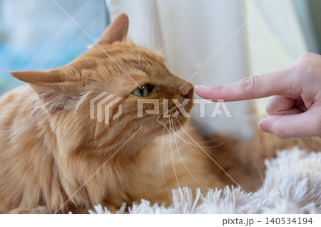 猫を撫でる 茶トラ猫 猫を撫でる 茶トラ猫 140534194