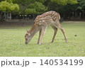 森の天使ー奈良公園の子鹿 森の天使ー奈良公園の子鹿 140534199