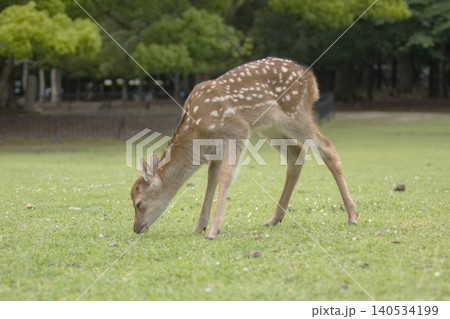 森の天使ー奈良公園の子鹿 森の天使ー奈良公園の子鹿 140534199