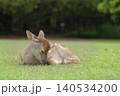 森の天使ー奈良公園の子鹿 森の天使ー奈良公園の子鹿 140534200