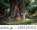 森の天使ー奈良公園の子鹿 森の天使ー奈良公園の子鹿 140534203