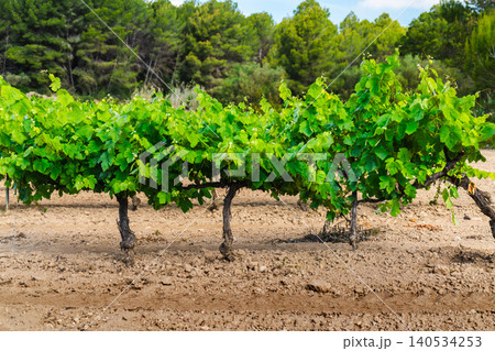 Green vineyard rows with lush grapevine foliage in Mediterranean countryside 140534253