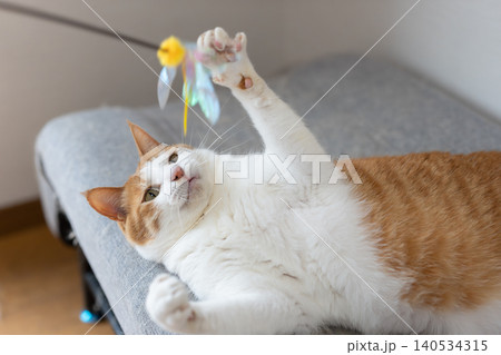 おもちゃで遊ぶ猫 茶トラ白 おもちゃで遊ぶ猫 茶トラ白 140534315