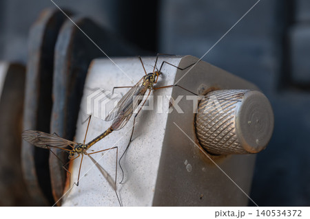 Close-up of two slender crane flies perched on a worn metal latch with a textured knob, showing delicate wings, long legs, and an industrial surface Close-up of two slender crane flies perched on a worn metal latch with a textured knob, showing delicate wings, long legs, and an industrial surface 140534372