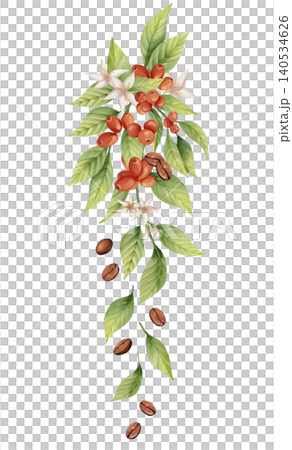 Coffee branch vertical arrangement with green leaves, berries, flowers and falling coffee beans. Hand drawn botanical illustration 140534626