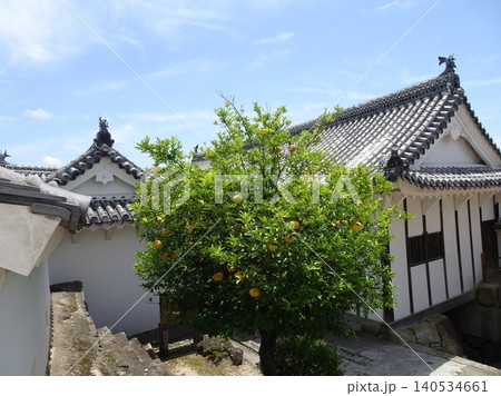 姫路城の城内に実る黄色い橘(タチバナ)の木と重要文化財の櫓の瓦屋根 姫路城の城内に実る黄色い橘(タチバナ)の木と重要文化財の櫓の瓦屋根 140534661