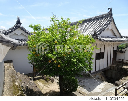 姫路城の城内に実る黄色い橘（タチバナ）の木と重要文化財の櫓の瓦屋根 140534662