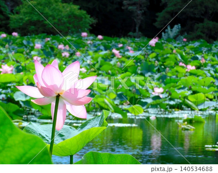 蓮の花と池 (24年8月撮影/北海道) 蓮の花と池 (24年8月撮影/北海道) 140534688
