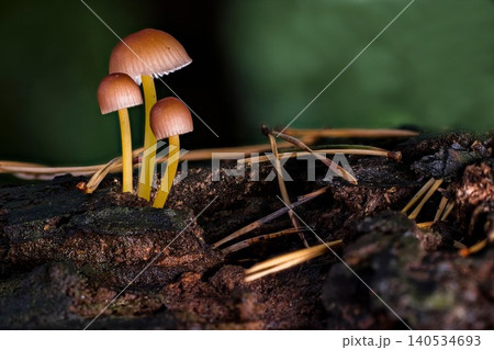 mushrooms growing on a tree trunk mushrooms growing on a tree trunk 140534693