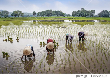 farmers working in rice field farmers working in rice field 140534696