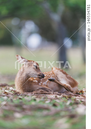 頭をかく、子鹿 140534781