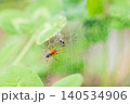 クモの巣で獲物を捕らえたクサグモ 140534906