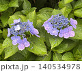 雨上がりの紫陽花 140534978