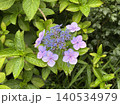 雨上がりの紫陽花 140534979