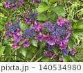 雨に濡れた奇抜なカラーの紫陽花 140534980