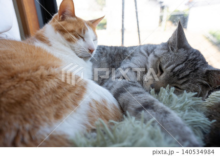窓辺でくつろぐ猫 窓辺でくつろぐ猫 140534984