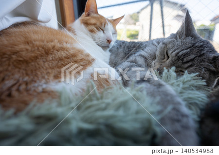 窓辺でくつろぐ猫 窓辺でくつろぐ猫 140534988