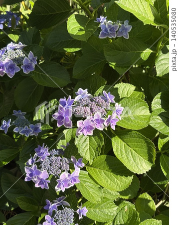 たくさんの紫色の装飾花をそなえる紫陽花の手毬咲きの花房 140535080
