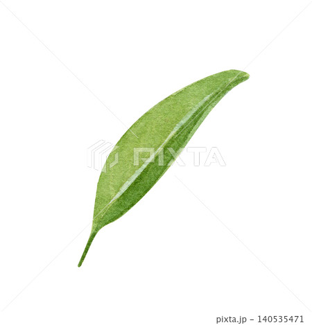 Orange tree leaf on a white background with elongated shape pointed tip and visible veins. Watercolor botanical illustration of citrus foliage. Suitable for packaging posters books labels, design Orange tree leaf on a white background with elongated shape pointed tip and visible veins. Watercolor botanical illustration of citrus foliage. Suitable for packaging posters books labels, design 140535471