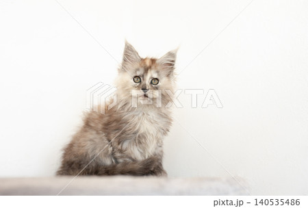 The kitten maile coon rests on a wooden stool. The kitten maile coon rests on a wooden stool. 140535486