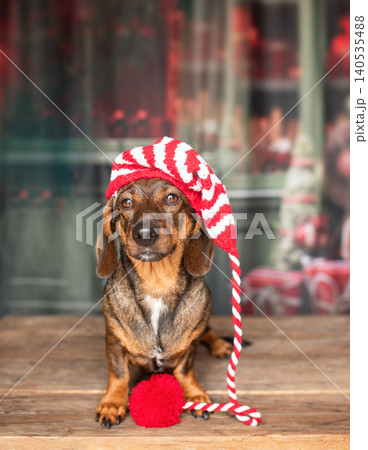 Dachshund dog, in a striped Santa Claus hat 140535488