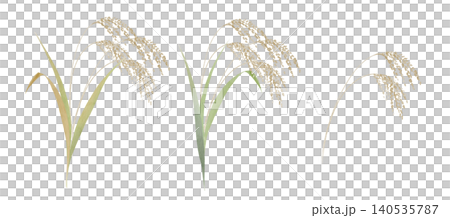 Watercolor painting: Simple illustration of rice stalks 140535787