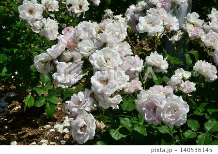 伊丹市立みどりのプラザ 春の荒牧バラ公園 伊丹市立みどりのプラザ 春の荒牧バラ公園 140536145