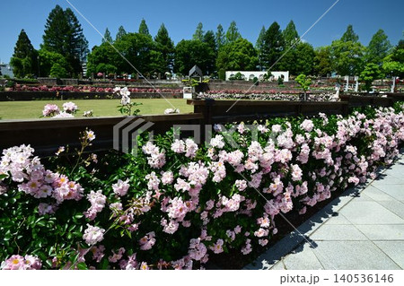 伊丹市立みどりのプラザ 春の荒牧バラ公園 伊丹市立みどりのプラザ 春の荒牧バラ公園 140536146