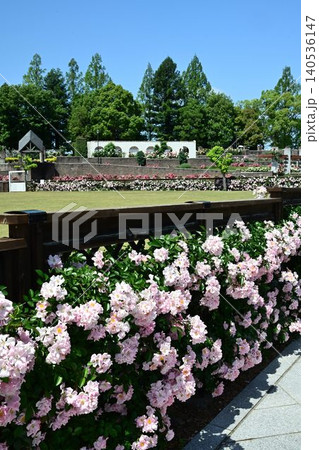 伊丹市立みどりのプラザ　春の荒牧バラ公園 140536147